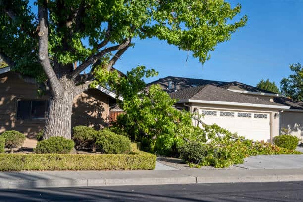 Hazard prevention and tree pruning