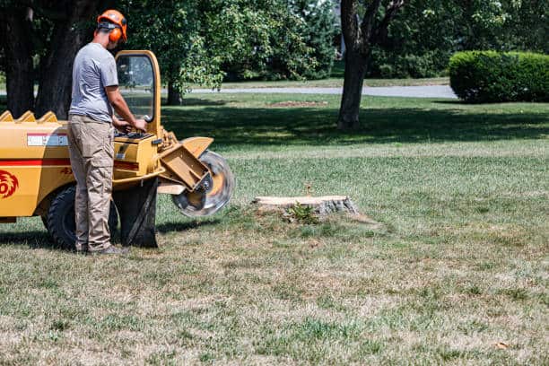 Lot clearing and excavation