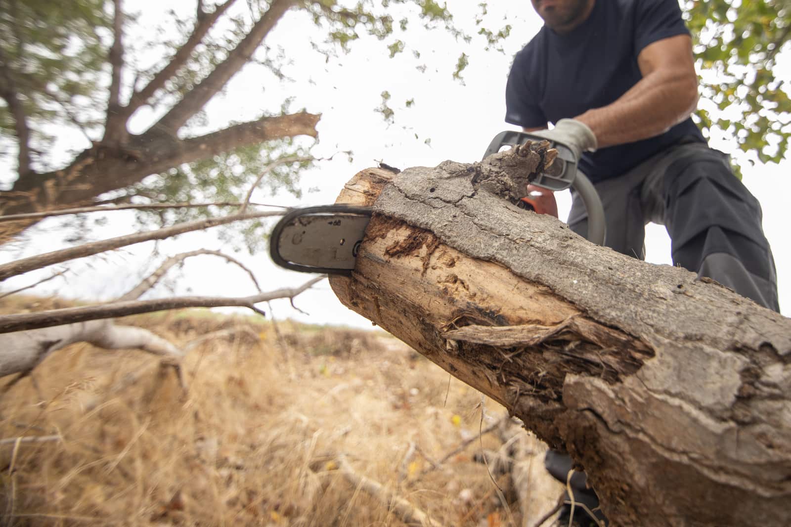 Tree removal service in Charlotte