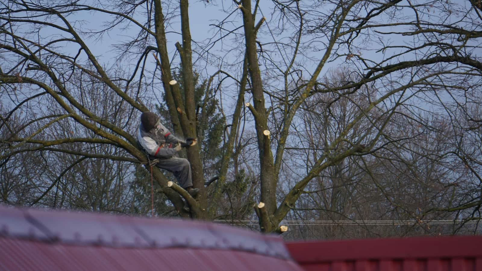 Tree trimming service in Charlotte