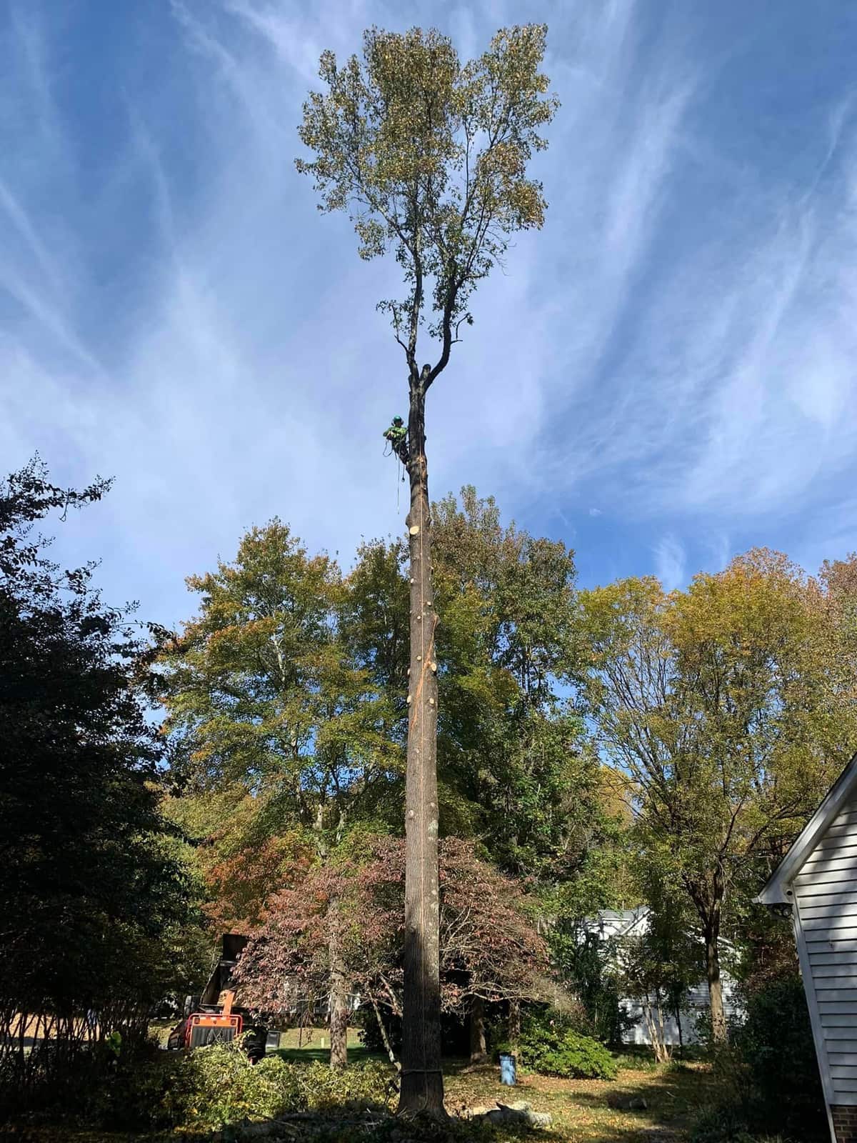 Tree trimming Charlotte NC