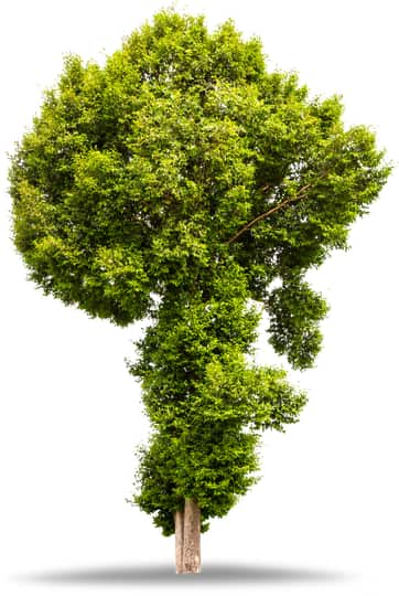 Adonai Tree Services founder and owner